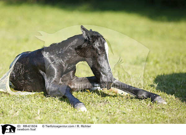 newborn foal / RR-61604