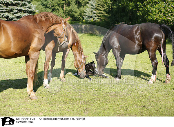 newborn foal / RR-61608