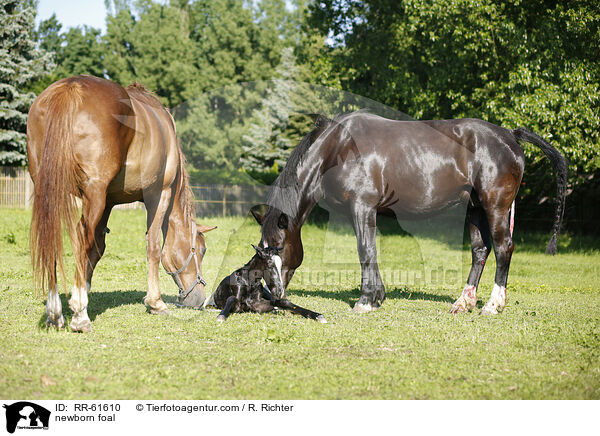 newborn foal / RR-61610