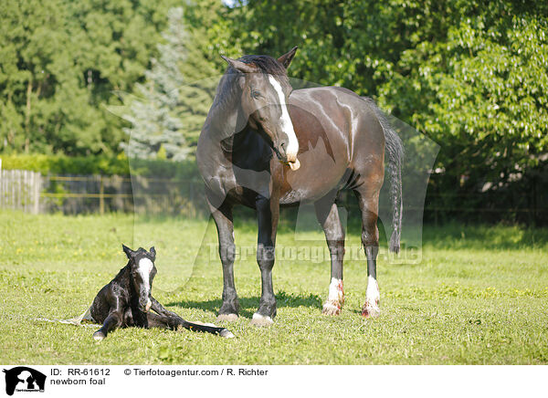 newborn foal / RR-61612