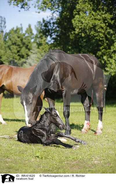 newborn foal / RR-61620