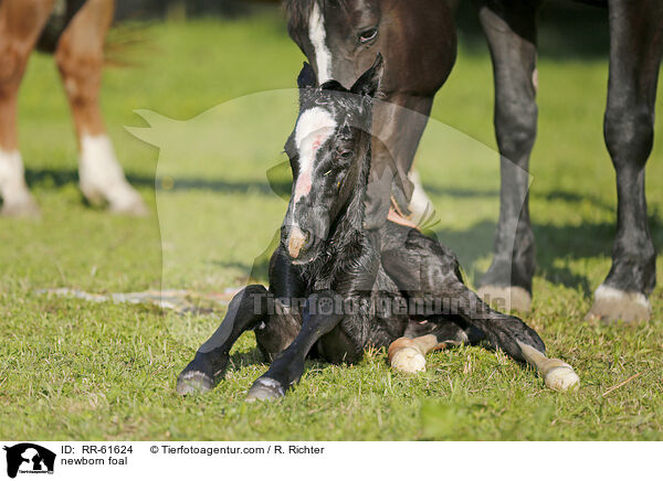newborn foal / RR-61624