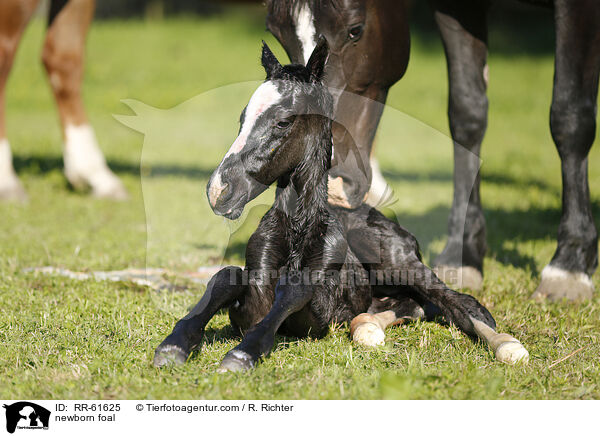 newborn foal / RR-61625