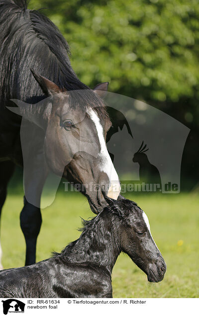 newborn foal / RR-61634