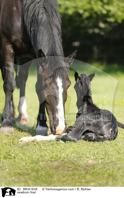 newborn foal / RR-61639