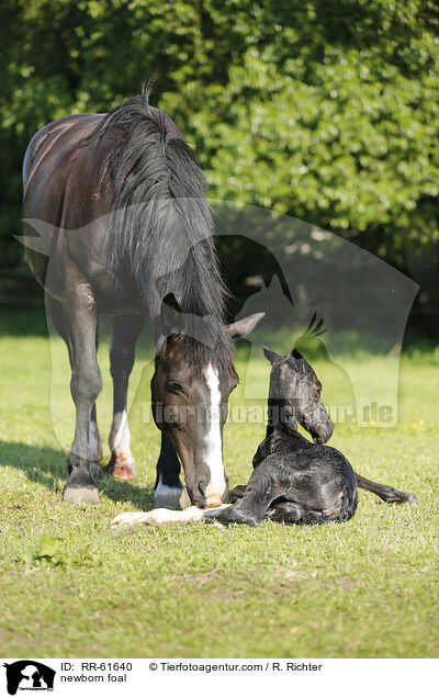 newborn foal / RR-61640