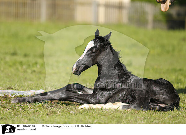 newborn foal / RR-61646