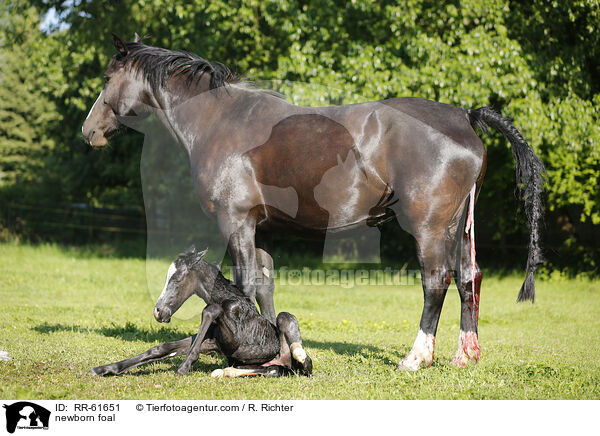 newborn foal / RR-61651