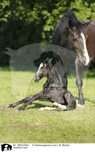 newborn foal / RR-61654