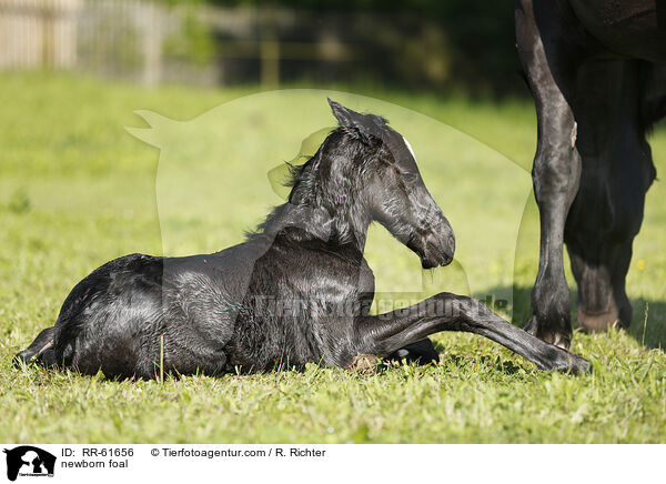 newborn foal / RR-61656