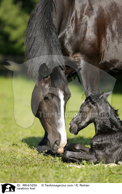 newborn foal / RR-61659