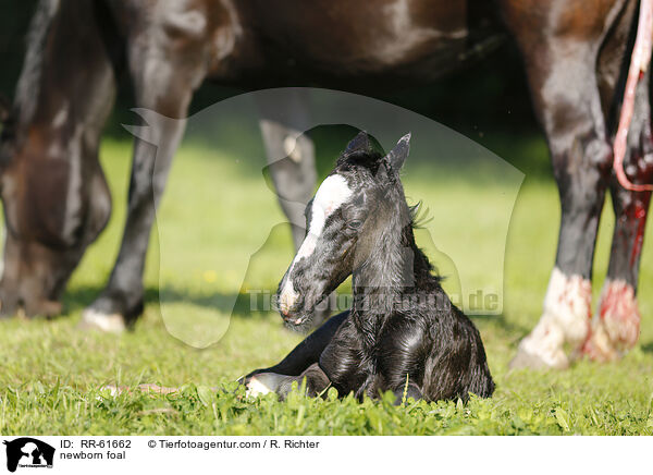 newborn foal / RR-61662