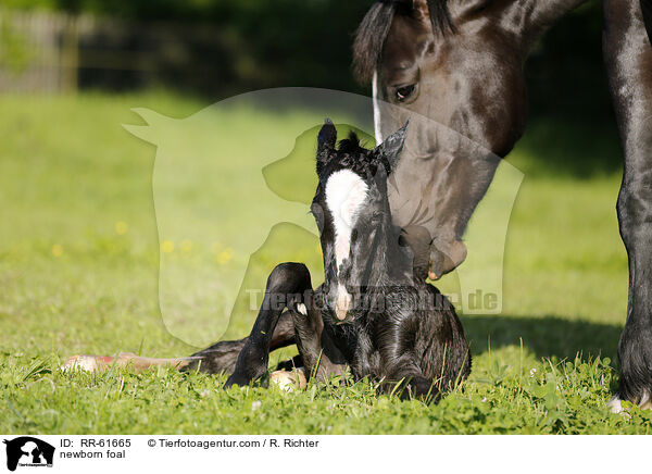 newborn foal / RR-61665