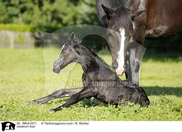 newborn foal / RR-61671