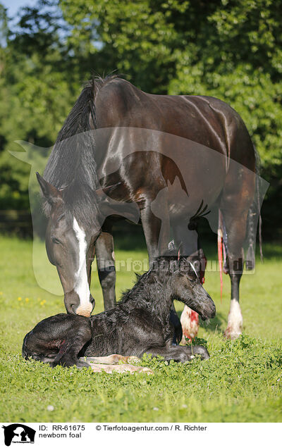 newborn foal / RR-61675