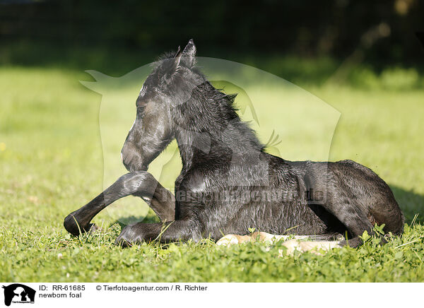 newborn foal / RR-61685