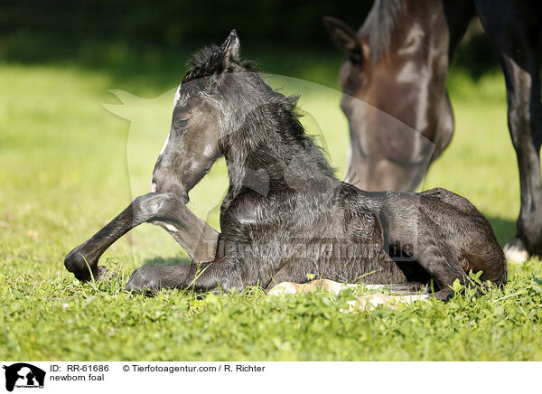 newborn foal / RR-61686