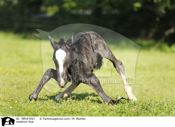 newborn foal / RR-61691