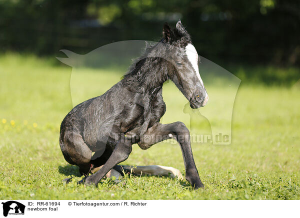 newborn foal / RR-61694