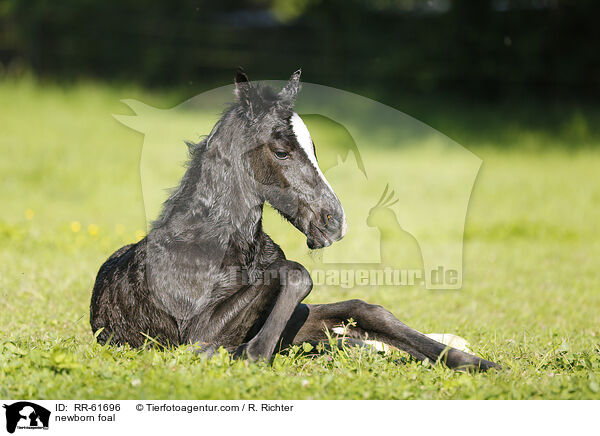 newborn foal / RR-61696