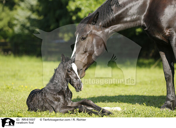 newborn foal / RR-61697