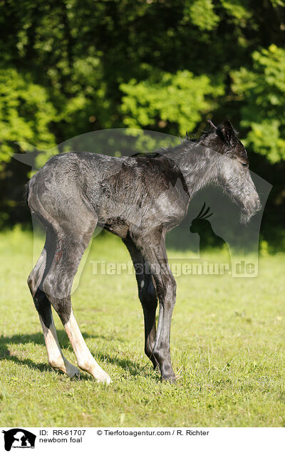 newborn foal / RR-61707