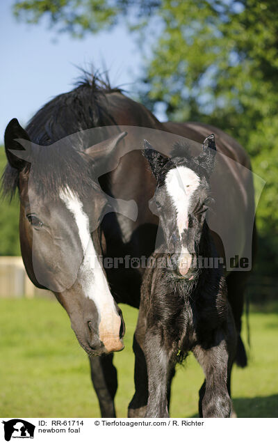 newborn foal / RR-61714