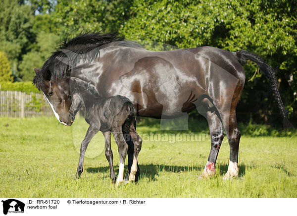 newborn foal / RR-61720