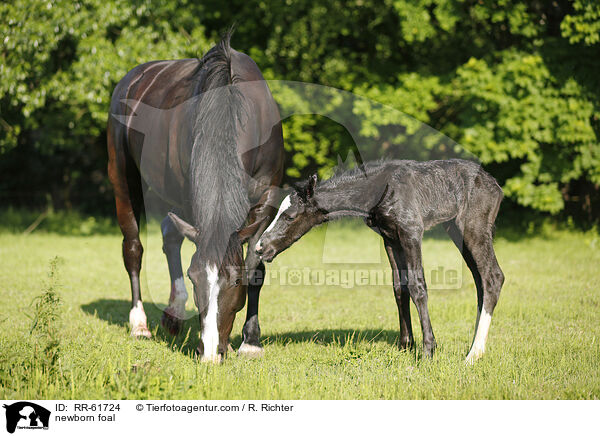 neugeborenes Fohlen / newborn foal / RR-61724