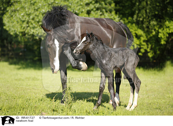 neugeborenes Fohlen / newborn foal / RR-61727