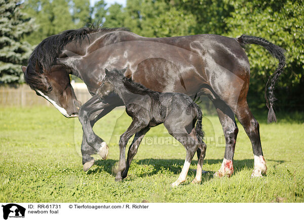 newborn foal / RR-61731