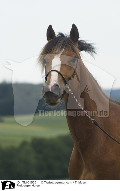 Freiberger Horse / TM-01556