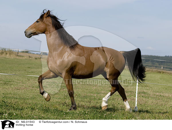trotting horse / NS-01543