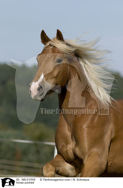 horse portrait / NS-01545