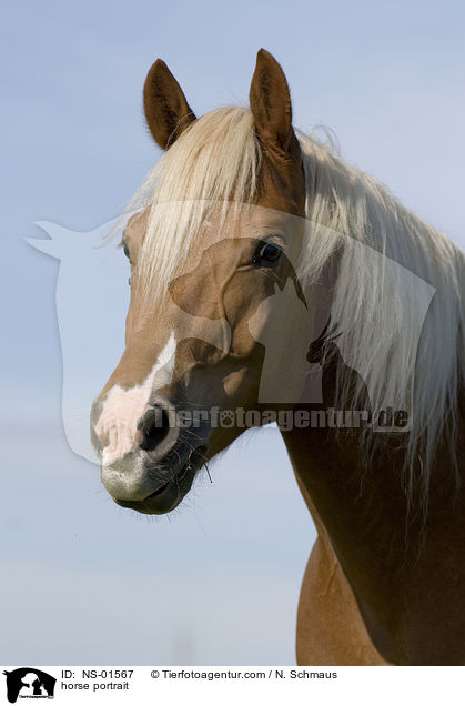 horse portrait / NS-01567