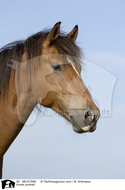 horse portrait / NS-01568