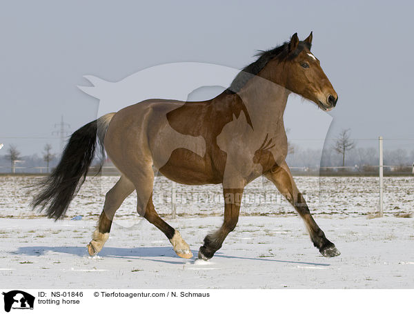 trotting horse / NS-01846