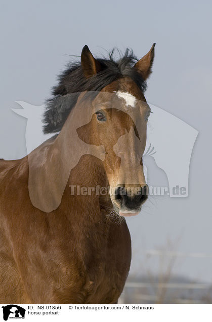 horse portrait / NS-01856
