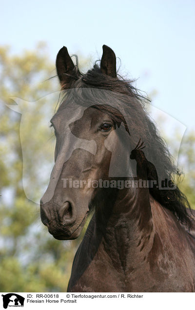 Friesian Horse Portrait / RR-00618