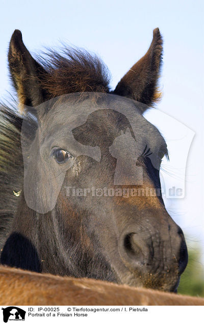 Portrait of a Frisian Horse / IP-00025