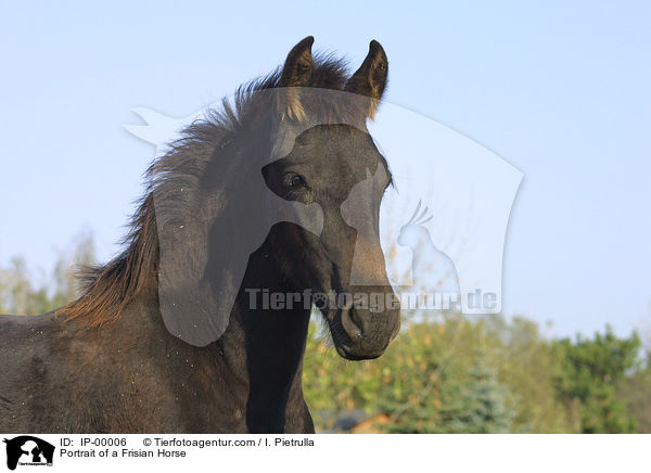 Friesenfohlen im Portrait / Portrait of a Frisian Horse / IP-00006