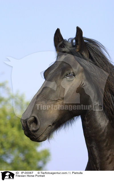 Friese im Portrait / Friesian Horse Portrait / IP-00067
