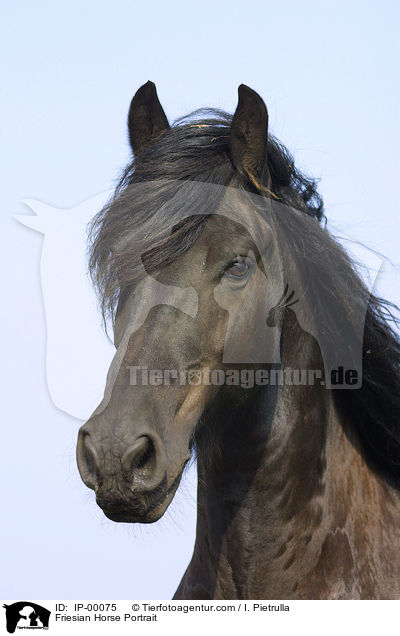 Friesian Horse Portrait / IP-00075