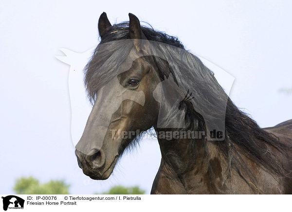 Friese im Portrait / Friesian Horse Portrait / IP-00076