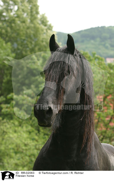 Friesian horse / RR-02063