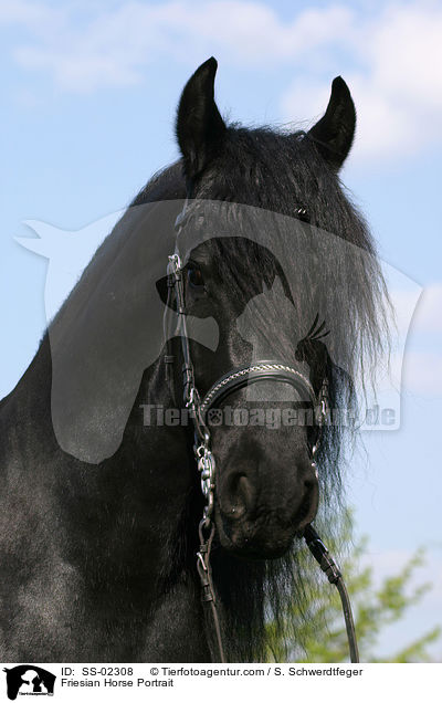 Friesian Horse Portrait / SS-02308