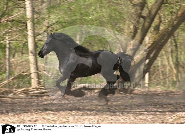 galloping Friesian Horse / SS-02713