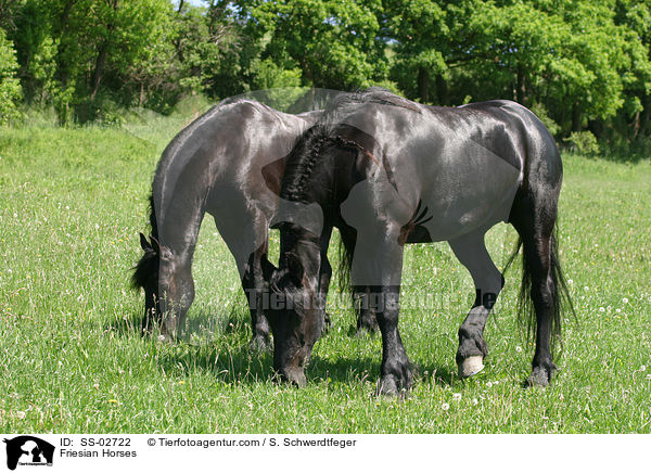 Friesian Horses / SS-02722