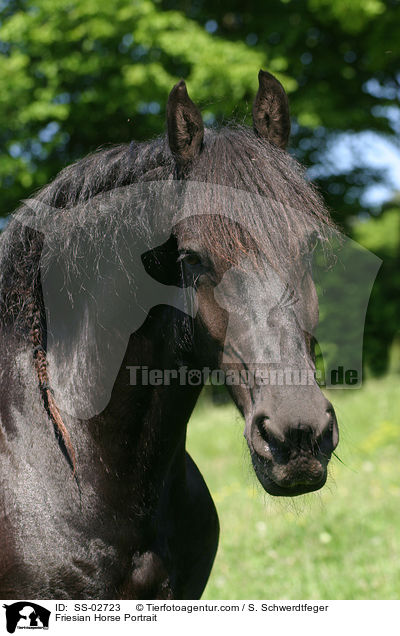 Friesian Horse Portrait / SS-02723
