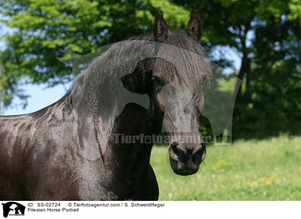 Friesian Horse Portrait / SS-02724